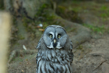 Owl on tree deep in the forest