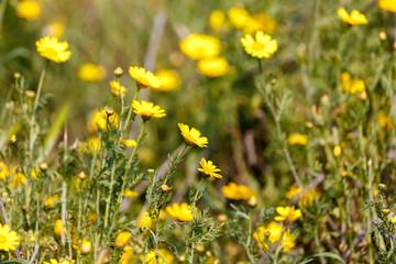 Yellow chrysanthemum coronarium at desert