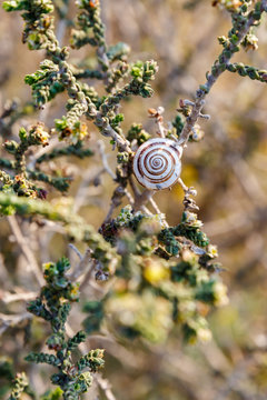 Bright snail