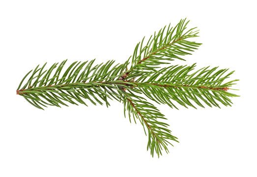 Spruce twig. Branch of christmas tree isolated on white background.