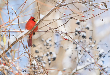 Fluffy red cardinal with open beak sitting on a winter branch covered with berries and snow