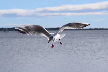 Fototapeta na wymiar Oiseau volant