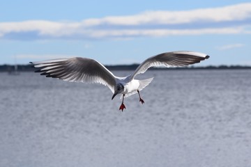 Oiseau volant