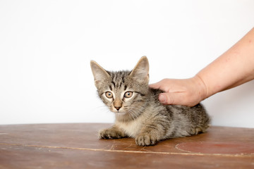 hand strokes the cute kitten. He plays and looks at the camera. Color mottled. Age 2 months