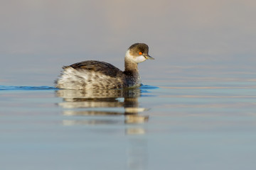 Dunlin resting on the water