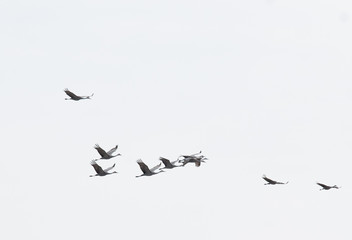  Sand Hill Cranes in Flight
