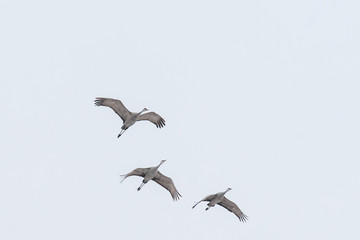 Fototapeta premium Sand Hill Cranes in Flight