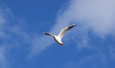 Oiseau 