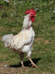 rooster with long legs and red crest in the henhouse