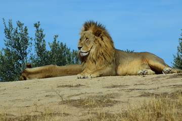 Fototapeta na wymiar Lion 