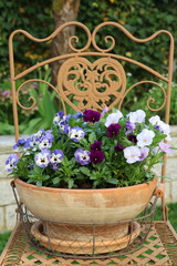 Hornveilchen in Lila auf dem Gartenstuhl