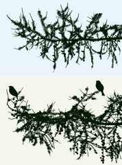 silhouettes of spruce branches with birds