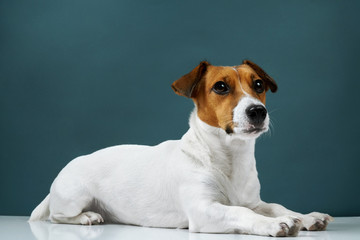 Portrait of a dog breed of Jack Russell in a black tie a dark grey background. Background for your text and design                                                       