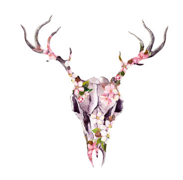 Deer animal skull in flowers. Watercolor