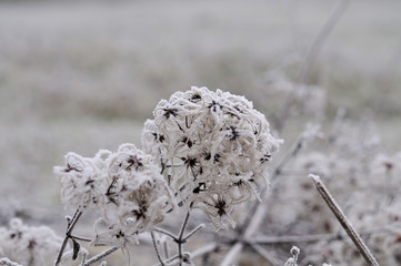 Frost auf Früchten einer Clematis