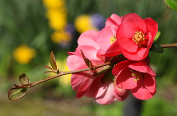 Fototapeta na wymiar Fleurs de cognassier du Japon