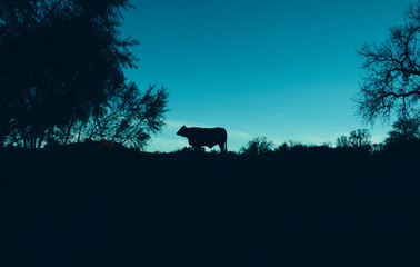 Cow during nature sunset shows silhouette of animal against landscape.
