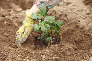 Potatoes are planted in the spring in the open ground. Organic farming on the backyard.