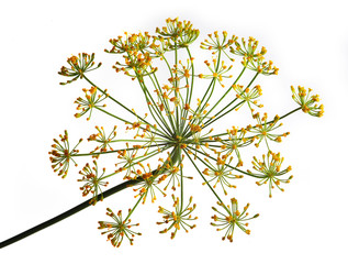 Umbel of dill weed on the white background