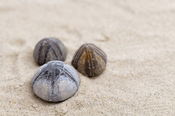 Fototapeta na wymiar versteinerte Seeigel im Sand