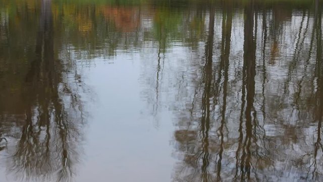Reflection of Trees on the Water Surface. No Camera Movement.