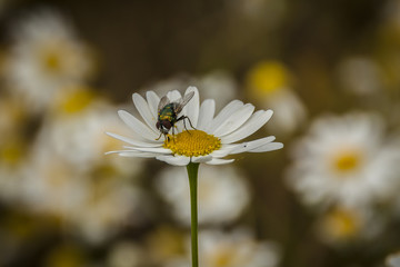 Fly on Daisy flower
