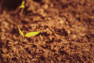 germinated seed sprout