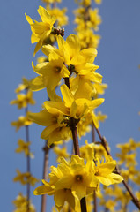 Forsythia