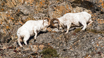 Dall Sheep Rams fight during the rut season