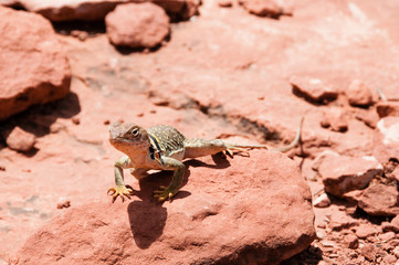 Desert Lizard Sunning of Red Rocks