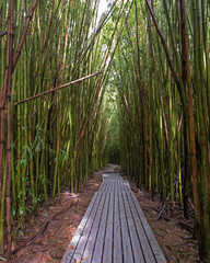 Pipiwai Trail boardwalk through the bamboo forest