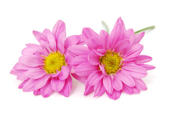 Pink Chamomile isolated on white