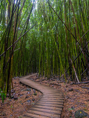 Pipiwai Trail winds through the bamboo forest