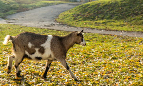 Goats graze on the lawn in the sunny autumn day