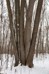 Fototapeta premium Abnormal view of the trunk of an old deciduous tree in winter 