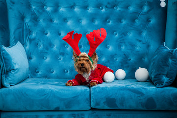 photo session couch tiffany blue turquoise color dog pet new year christmas red terrier sofa toy