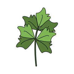 Fototapeta premium Fresh parsley herb icon vector illustration graphic design