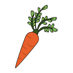 Carrot fresh vegetable icon vector illustration graphic design