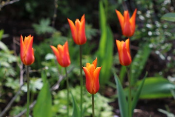 Tulpen in Orange 