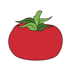 Tomato fresh vegetable icon vector illustration graphic design