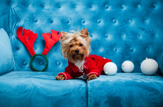 photo session couch tiffany blue turquoise color dog pet new year christmas red terrier sofa toy