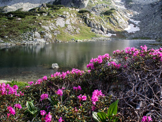 Retezat National Park, Carpathian  Mountains, Romania