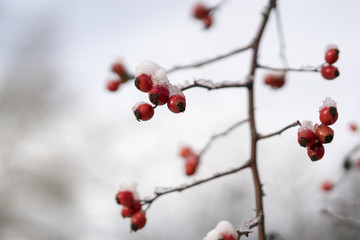 Glaze ice on the orange rose hips