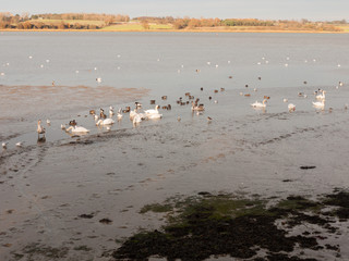 many birds, swans, geese, ducks resting on salt marsh Mistley coast