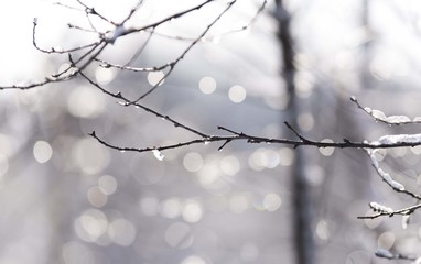 snowy winter tree branches