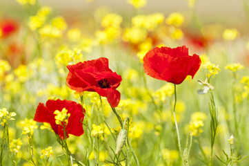 Red poppies and spring flowers in the meadow