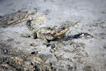 Grey lizard at Crusader Castle of Byblos, Lebanon