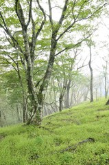 Fototapeta premium みどりの山地