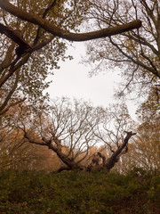 Fototapeta na wymiar old knobbley famous oak tree furze hills mistley forest big tree branches bare autumn