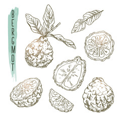 Sketch of bergamot elements. Vector set of citrus fruit, branches, flowers, leaves and slices. Icons of tea ingredient are useful for a logo, banner creation or advertising beauty and spa products. - obrazy, fototapety, plakaty